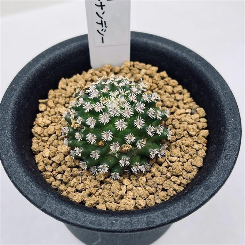 訳あり激安】 黄金ソテツ 蘇鉄 ソテツ サボテン アガベ コーデックス