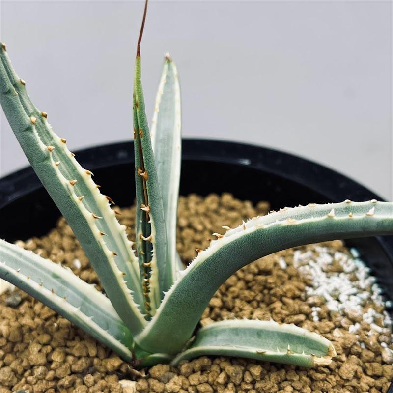 アガベ　ユタエンシス　カイバベンシス錦　斑入り 多肉植物：アガベ ユタエンシス カイバベンシス錦*幅13cm 現品