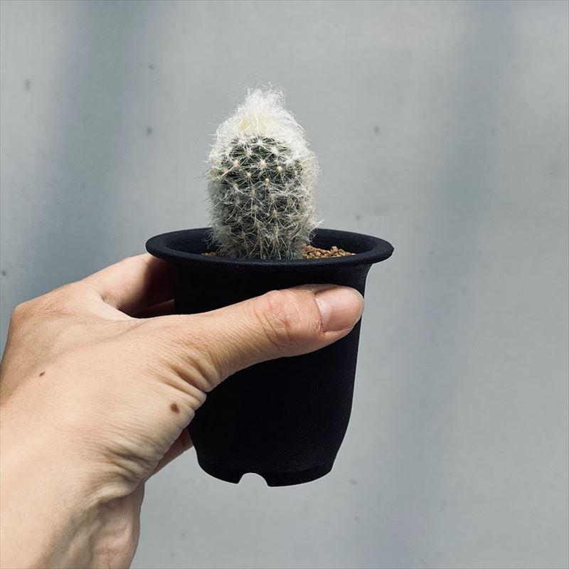 サボテン コピアポア 希翁玉 仔付き 鉢のまま サボテン コピアポア 希