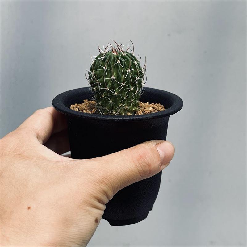 サボテン：エキノフォスロカクタス 縮玉 実生*S 幅3cm : 遊恵