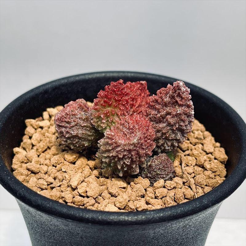 大人気 多肉植物 アドロミスクス 3苗セット 超美苗 レア種 速達発送 楽天市場】達磨神想曲 アドロミスクス adroimischus 小～中型種
