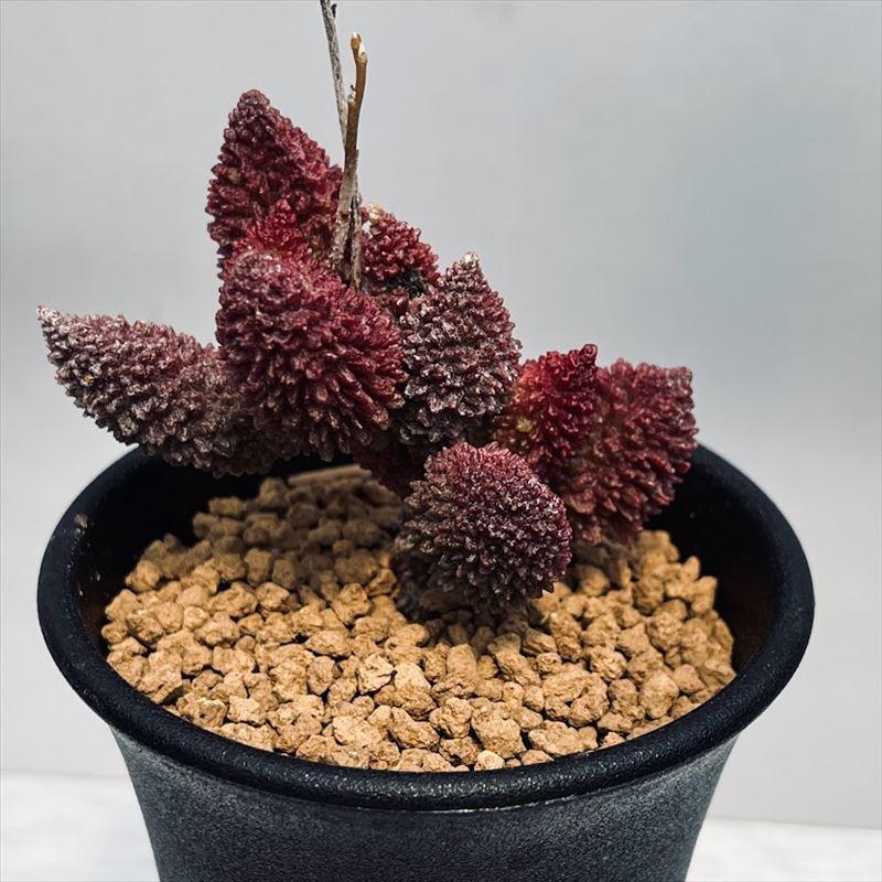多肉植物：アドロミスクス レッドドリアン*L 幅5.5cm : 遊恵盆栽 