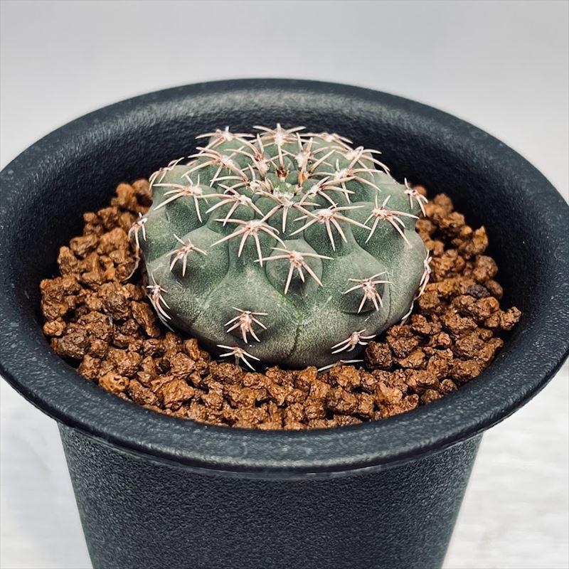 サボテン：ギムノカリキウム 瑞昌玉*M 幅3.5cm : 遊恵盆栽 Yahoo!店