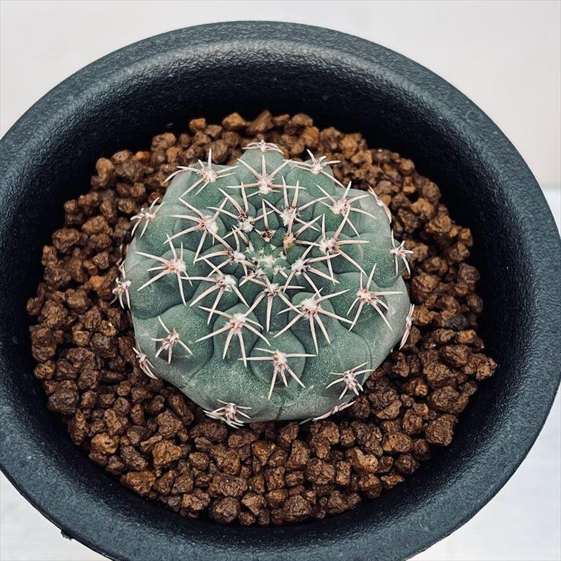 サボテン：ギムノカリキウム 瑞昌玉*M 幅3.5cm : 遊恵盆栽 Yahoo!店