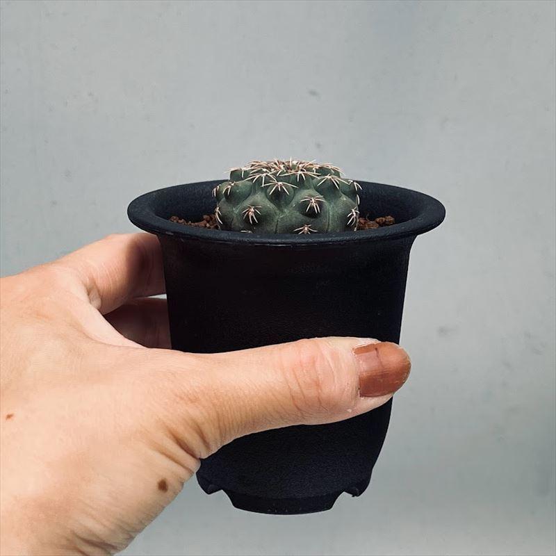 サボテン：ギムノカリキウム 瑞昌玉*M 幅3.5cm : 遊恵盆栽 Yahoo!店