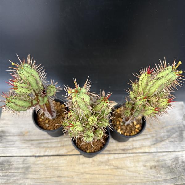 ☆特価☆多肉植物：ユーフォルビア 紅彩閣 3個セット*幅5cm : 遊恵