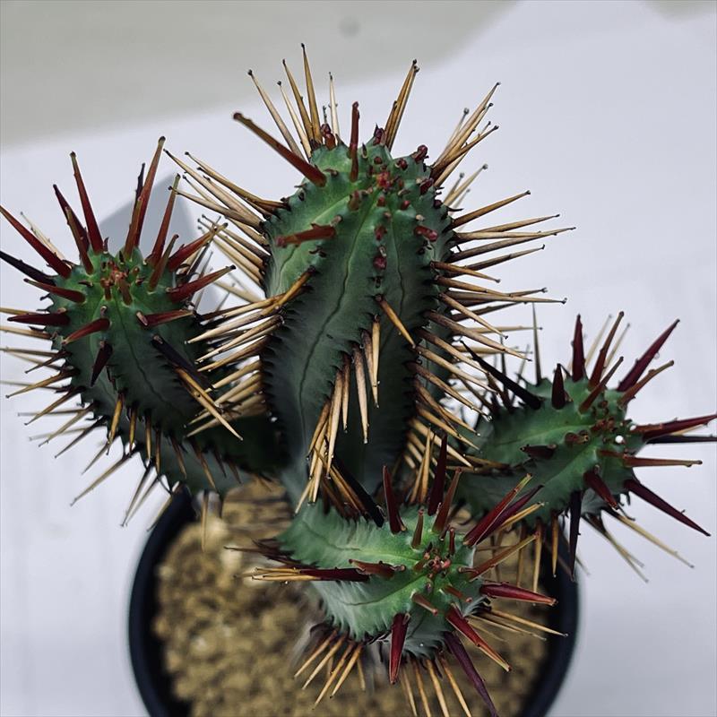 【大量】紅彩閣　紅キリン　多肉植物　ユーフォルビア　サボテン　セット ☆特価☆多肉植物：ユーフォルビア 紅彩閣*幅5cm : 遊恵盆栽 Yahoo