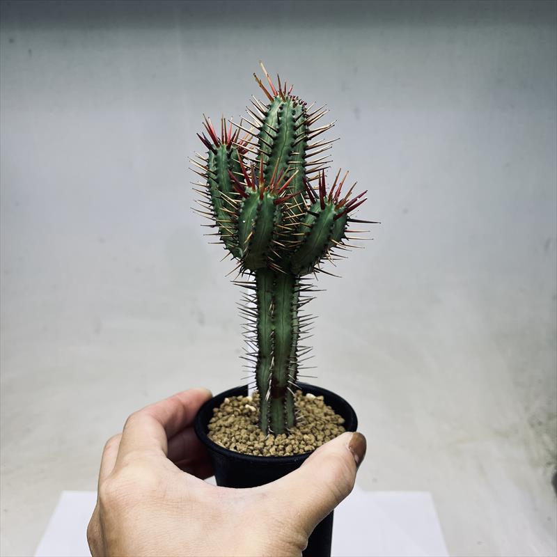 ☆特価☆多肉植物：ユーフォルビア 紅彩閣*幅5cm : 遊恵盆栽 Yahoo