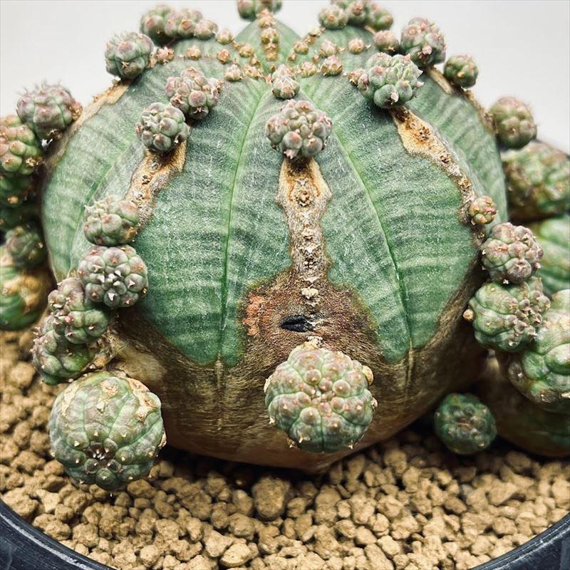 多肉植物：ユーフォルビア 子吹きシンメトリカ 群生*幅9cm 現品