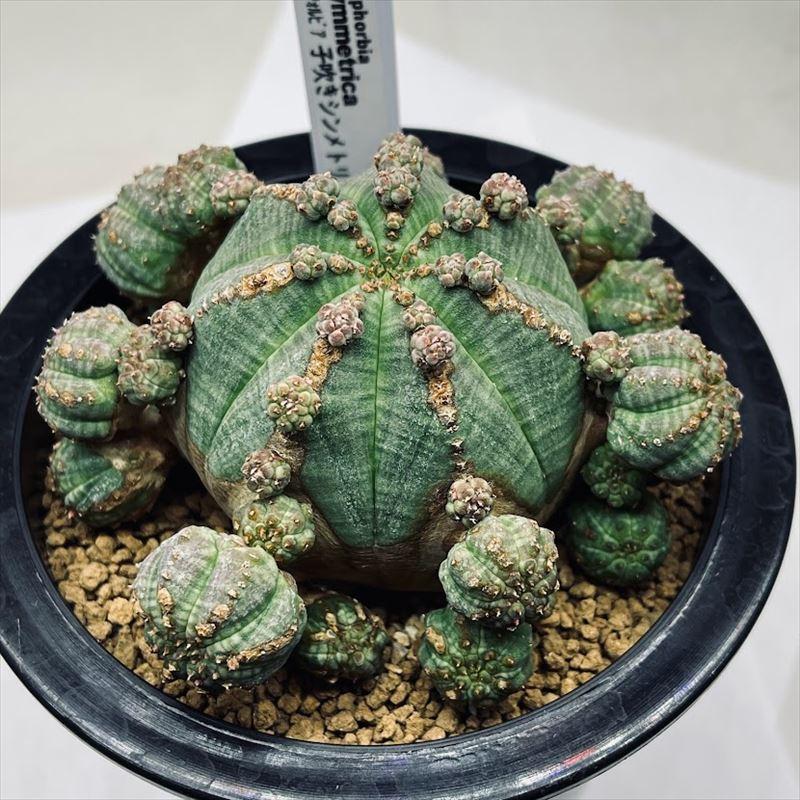 多肉植物 ユーフォルビア サボテン 多肉植物 群生 幅10 5ｃｍ 子吹きシンメトリカ 群生 幅10 5ｃｍ 現品 一品限り 遊恵盆栽 Sv 店 遊恵盆栽