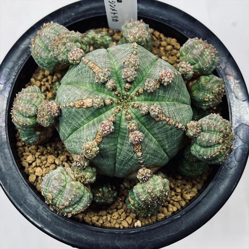 多肉植物 ユーフォルビア サボテン 多肉植物 群生 幅10 5ｃｍ 子吹きシンメトリカ 群生 幅10 5ｃｍ 現品 一品限り 遊恵盆栽 Sv 店 遊恵盆栽
