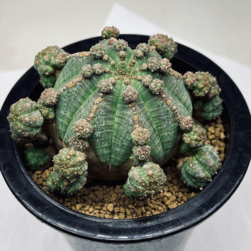 多肉植物：ユーフォルビア 子吹きシンメトリカ 群生*幅10.5cm 現品