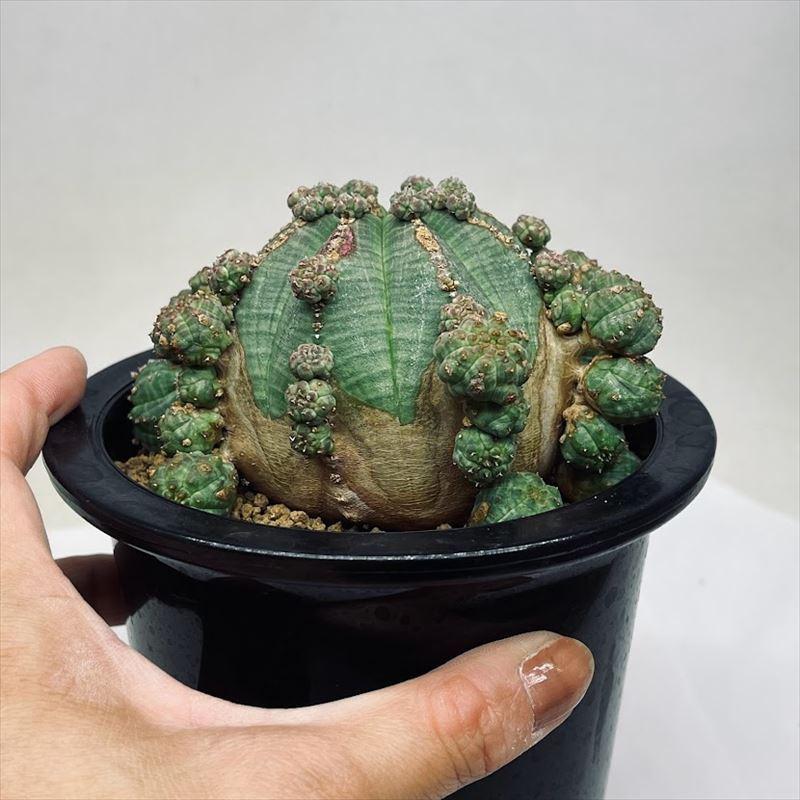 多肉植物：ユーフォルビア 子吹きシンメトリカ 群生*幅10.5cm 現品