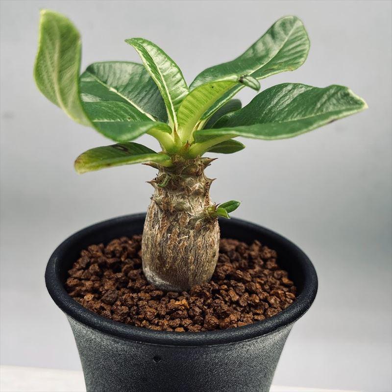 コーデックス：パキポディウム　ウィンゾリー 実生*葉幅9ｃｍ　現品！一品限り