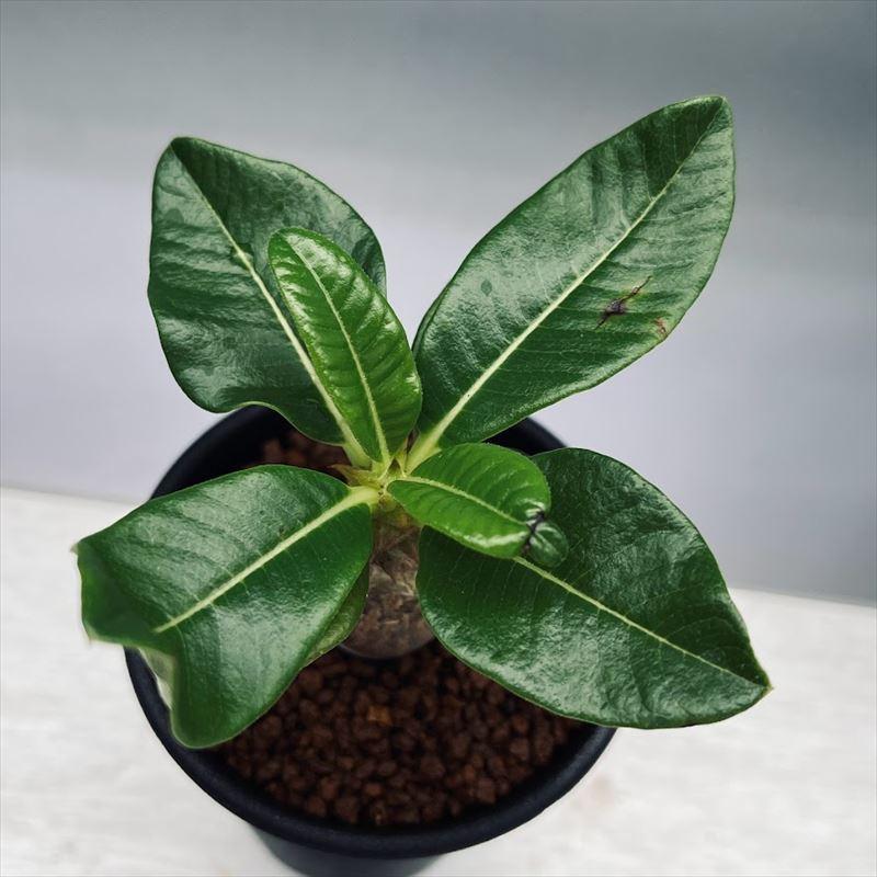 コーデックス：パキポディウム　ウィンゾリー 実生*葉幅9ｃｍ　現品！一品限り 