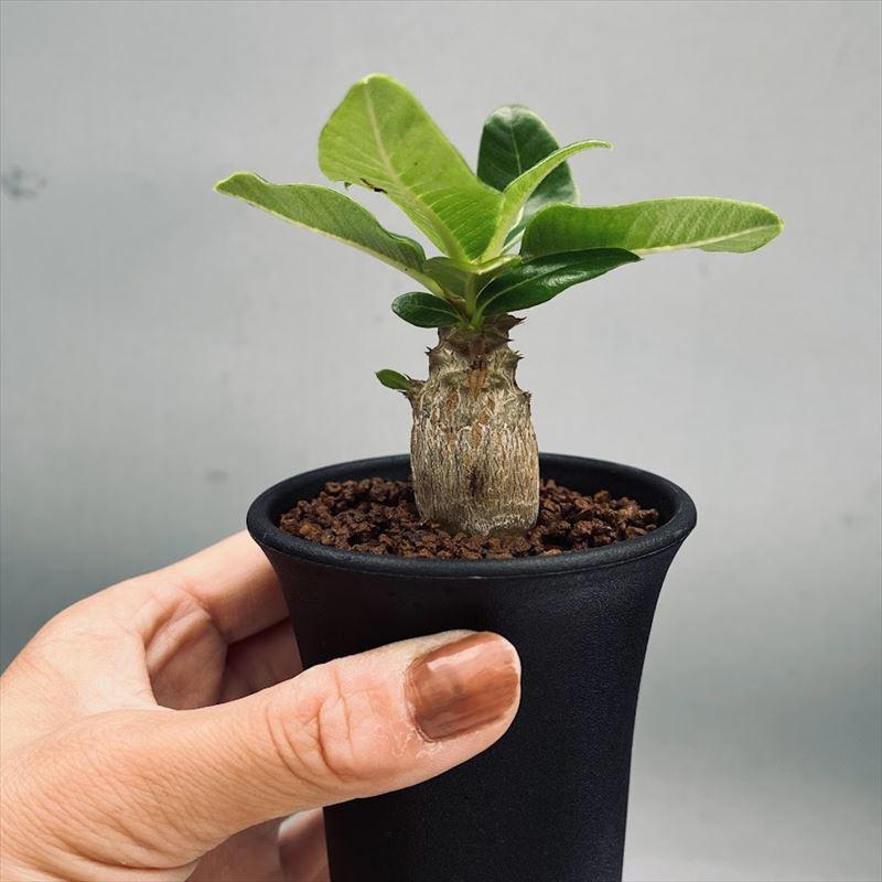 コーデックス：パキポディウム　ウィンゾリー 実生*葉幅9ｃｍ　現品！一品限り 