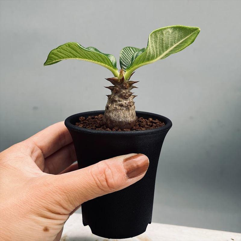 コーデックス：パキポディウム　ウィンゾリー 実生*葉幅9ｃｍ　現品！一品限り 
