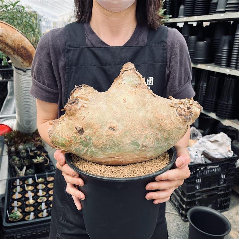 コーデックス:キフォステンマ ウター マクロプス*塊根幅30cm コーデックス:キフォステンマ ウター マクロプス*塊根幅30cm