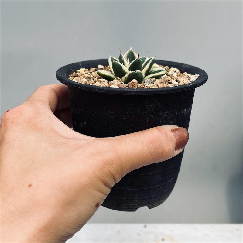 多肉植物:アガベ ピンキー*幅4.5cm 現品!一品限り : 遊恵 多肉植物:アガベ ピンキー*幅4.5cm 現品!一品限り : 遊恵