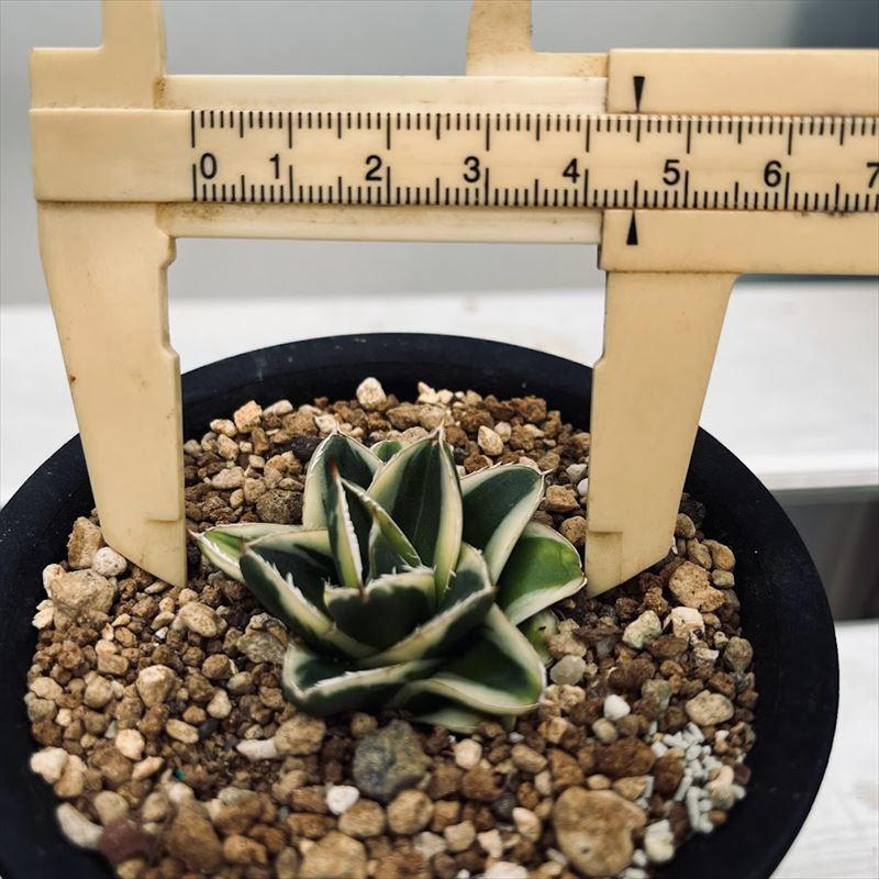 多肉植物:アガベ ピンキー*幅4.5cm 現品!一品限り : 遊恵 多肉植物:アガベ ピンキー*幅4.5cm 現品!一品限り : 遊恵