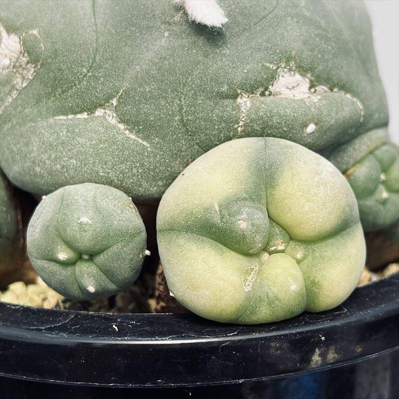 ロフォフォラ 群生 翠冠玉 サボテン ロフォフォラ翠冠玉の基本情報・育て方｜多肉植物・サボテン図鑑