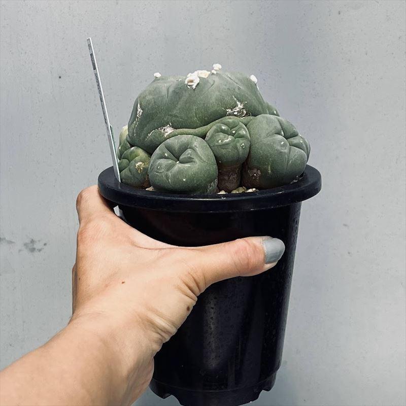 サボテン：ロフォフォラ ディフューサ 翠冠玉 子株が斑入り*幅12cm