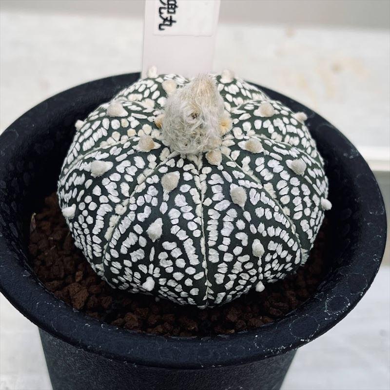 全品送料無料 サボテン アストロフィツム 兜丸 幅5ｃｍ 現品 一品限り Aynaelda Com