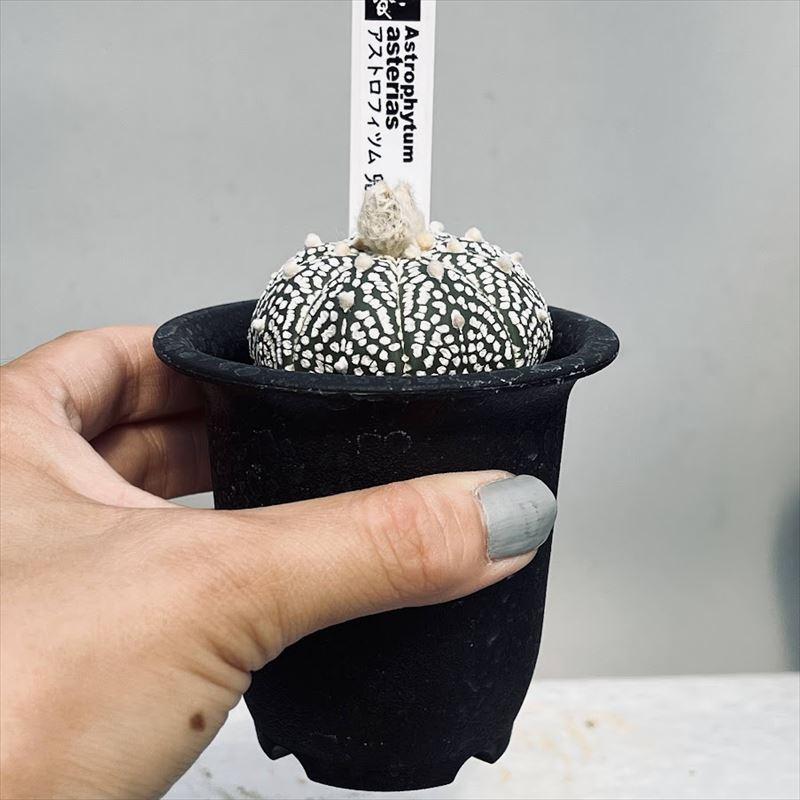 全品送料無料 サボテン アストロフィツム 兜丸 幅5ｃｍ 現品 一品限り Aynaelda Com