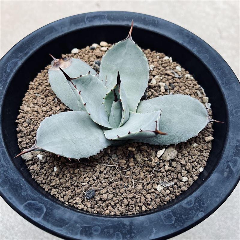 アガベ フレキスピナ