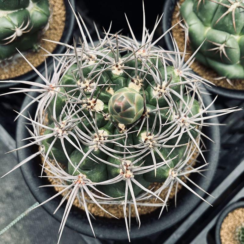 サボテン：ギムノカリキウム 紅蛇丸*幅11cm 現品！一品限り : 遊恵盆栽