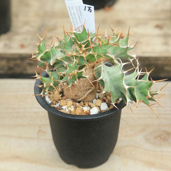 多肉植物：ユーフォルビア トルチラマ*塊幅12cm 現品 一品限り : 遊恵
