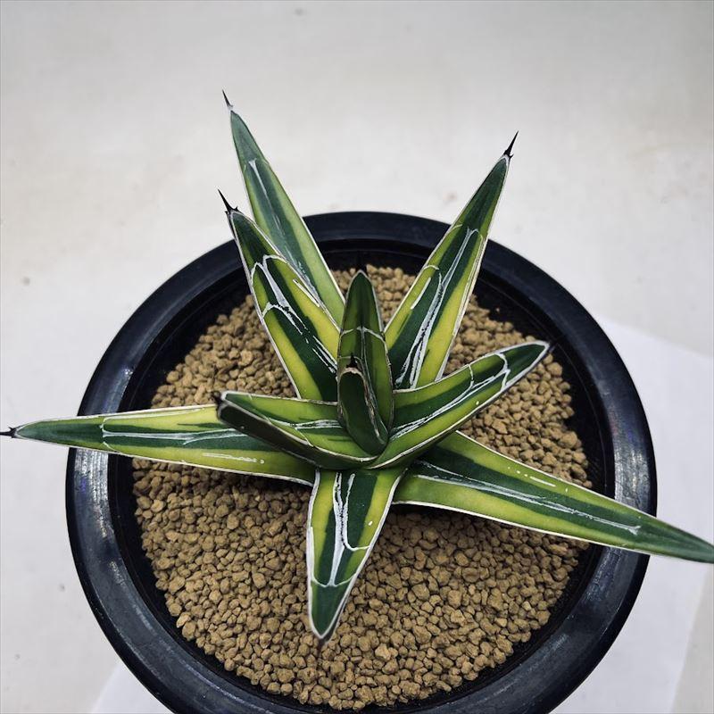 多肉植物 アガベ 笹の雪錦 黄覆輪 幅15ｃｍ 現品 一品限り Sv 遊恵盆栽 Yahoo 店 通販 Yahoo ショッピング