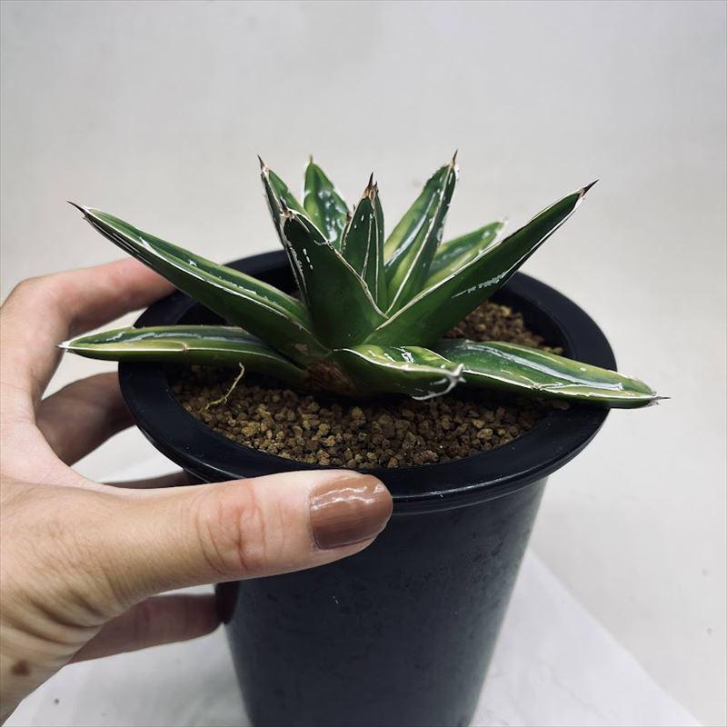 多肉植物：アガベ 輝山（きざん）*幅14cm 現品！一品限り : 遊恵盆栽