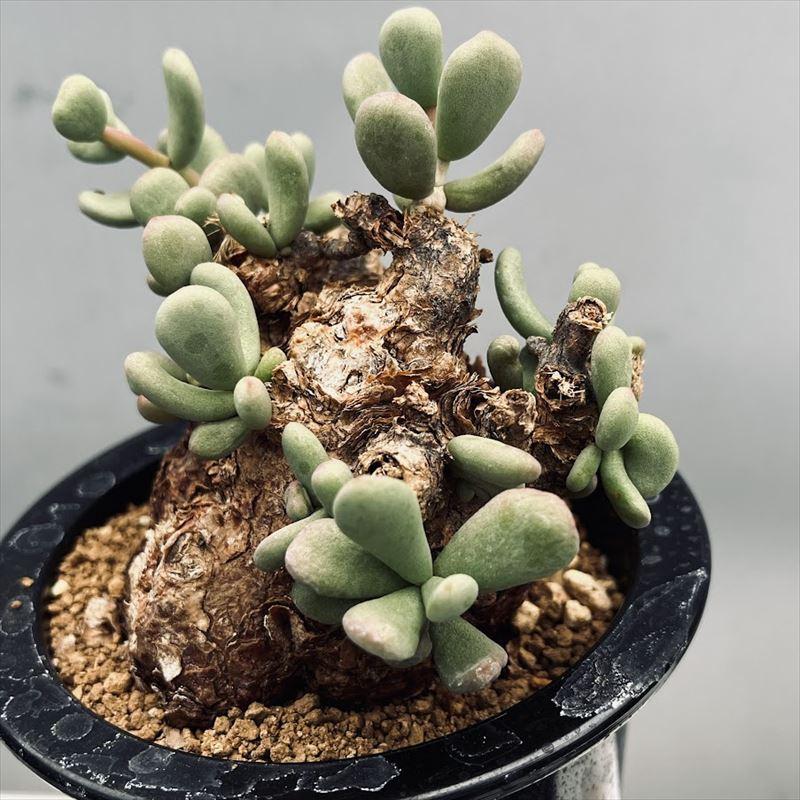 コーデックス：ケラリア ピグマエア 大株*葉幅11cm 現品！一品