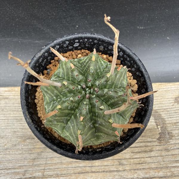 ☆特価☆多肉植物：ユーフォルビア バリダ*M 幅4.5cm : 遊恵盆栽