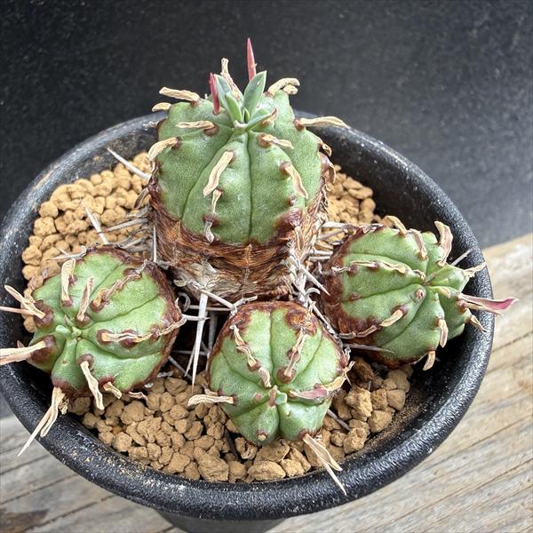 多肉植物：ユーフォルビア サブマミラリス ナナ* : 遊恵盆栽 Yahoo!店