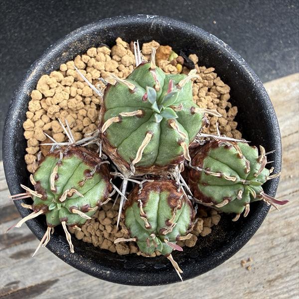 多肉植物：ユーフォルビア サブマミラリス ナナ*幅5cm : 遊恵盆栽