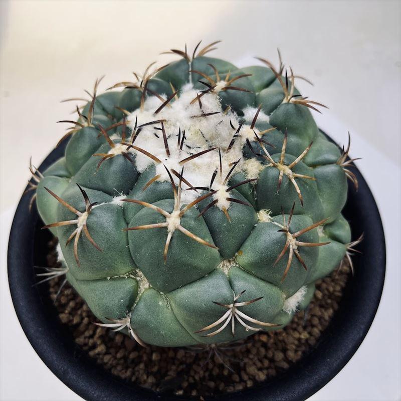 コリファンタ　グリーンウッディ　サボテン 多肉植物 3株 Coryphantha コリファンタ グリーンウッディ サボテン | plants
