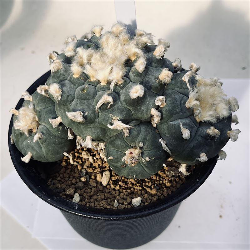 サボテン 水上鳥羽玉 J82 サボテン 水上鳥羽玉 J82