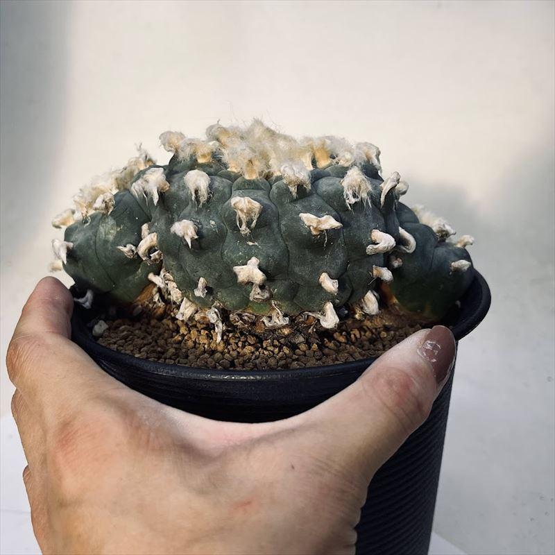 大型烏羽玉　実生　ロホホラ　烏羽玉 輸入大型烏羽玉大群生 | Cactus Green