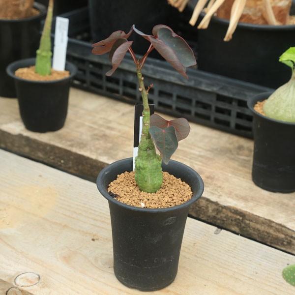 塊根植物：アデニア ステイローサ レッドリーフ*塊幅2.5cm 現品 一品
