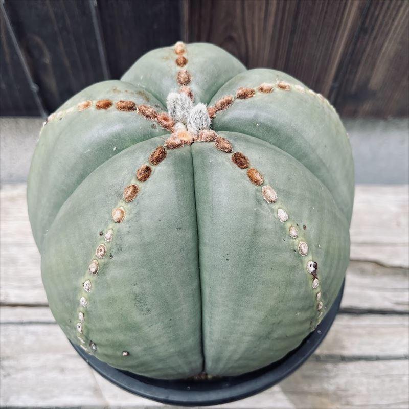 サボテン：アストロフィツム 丸々碧瑠璃鸞鳳玉（まるまるへきるりらん