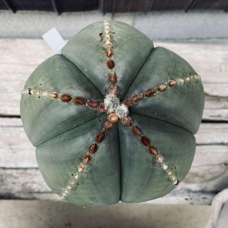 サボテン：アストロフィツム　丸々碧瑠璃鸞鳳玉（まるまるへきるりらんぽうぎょく）実生*幅16ｃｍ 現品！一品限り 