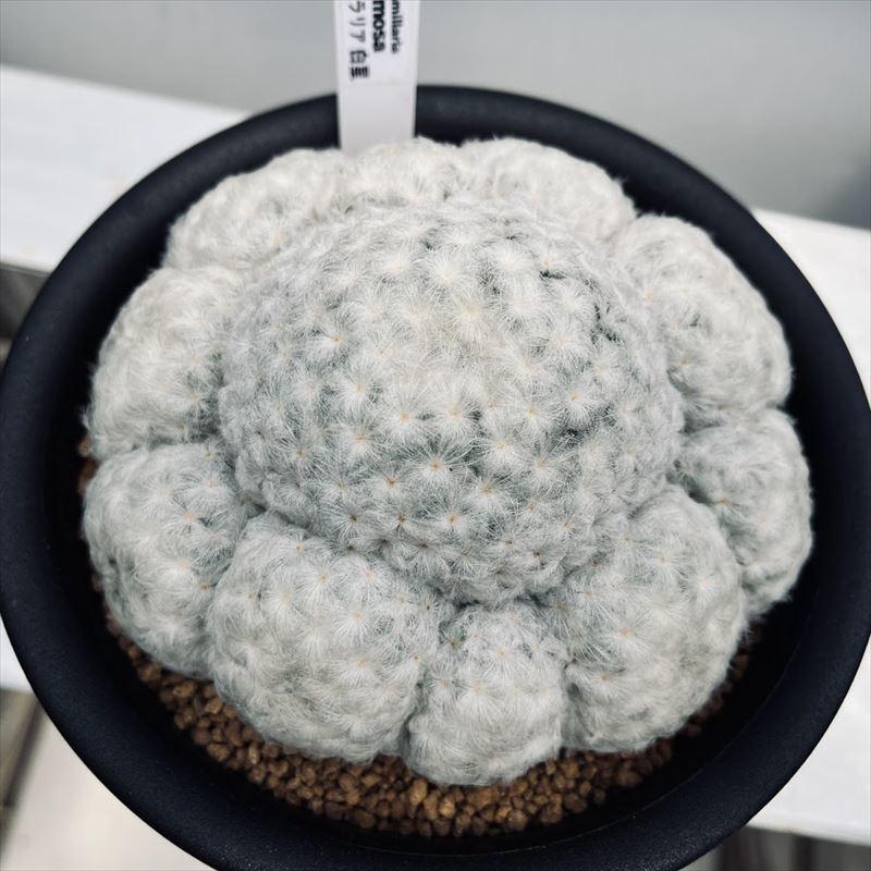 サボテン：マミラリア 白星*幅13cm 現品 一品限り : 遊恵盆栽