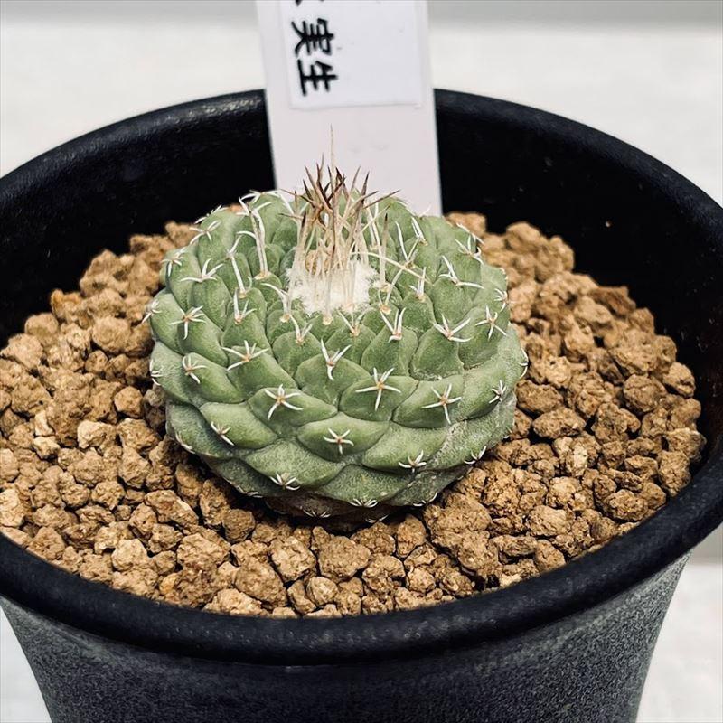 サボテン：ストロンボカクタス 大疣菊水 実生*幅3.5cm 現品！一品限り