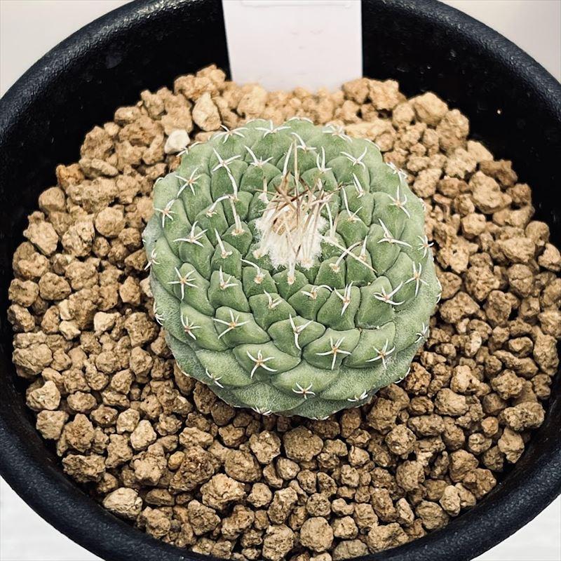 大疣菊水　実生 サボテン：ストロンボカクタス 大疣菊水 実生*幅3.5cm 現品！一品限り