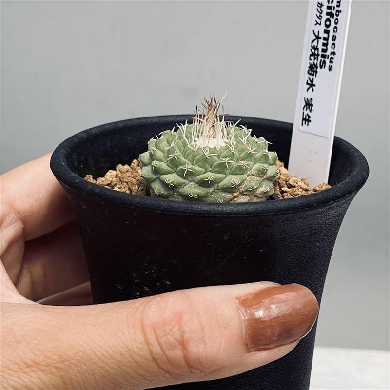 サボテン：ストロンボカクタス 大疣菊水 実生*幅3.5cm 現品！一品限り
