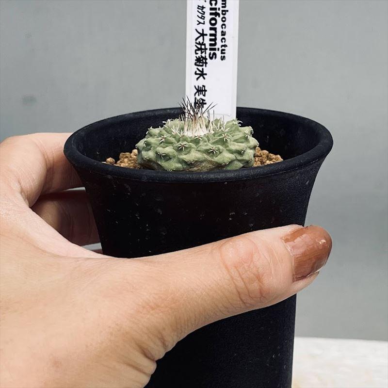 大疣菊水　実生 菊水(大疣type) 実生 A3294☆ストロンボカクタス サボテン