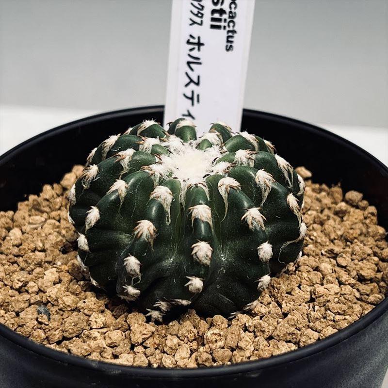 サボテン：ディスコカクタス ホルスティ 実生*幅4cm 現品！一品限り
