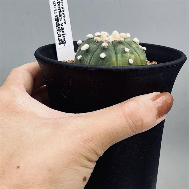 サボテン:アストロフィツム 瑠璃兜丸錦*幅4cm 現品!一品限り サボテン:アストロフィツム 瑠璃兜丸錦*幅4cm 現品!一品限り